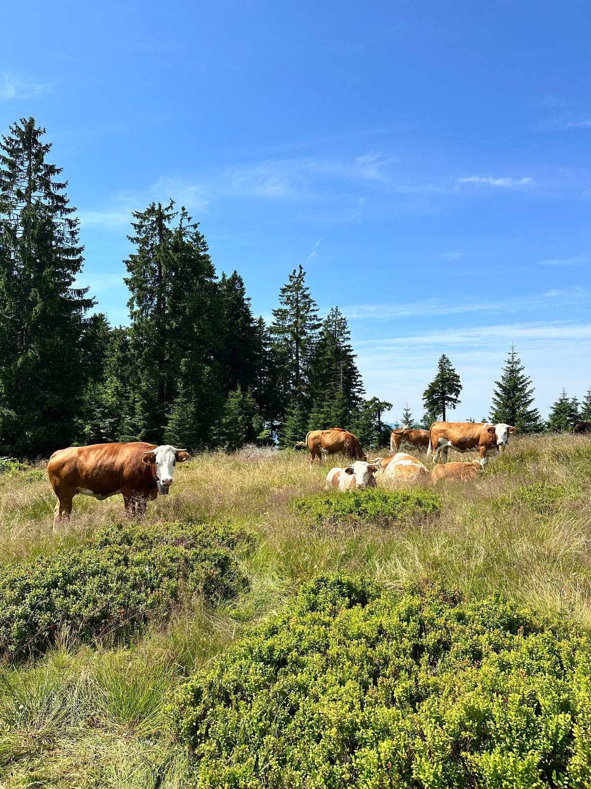 Kühe auf dem Weg zum Kleinen Arber bei Bodenmais