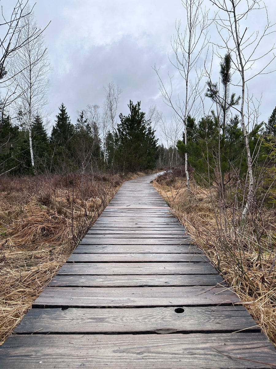 Wanderung durch das Murnauer Moos