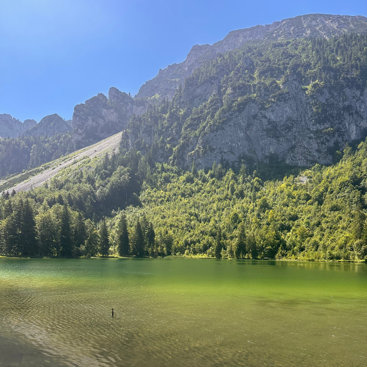 Frillensee bei Inzell mit Bergwald und Staufenmassiv