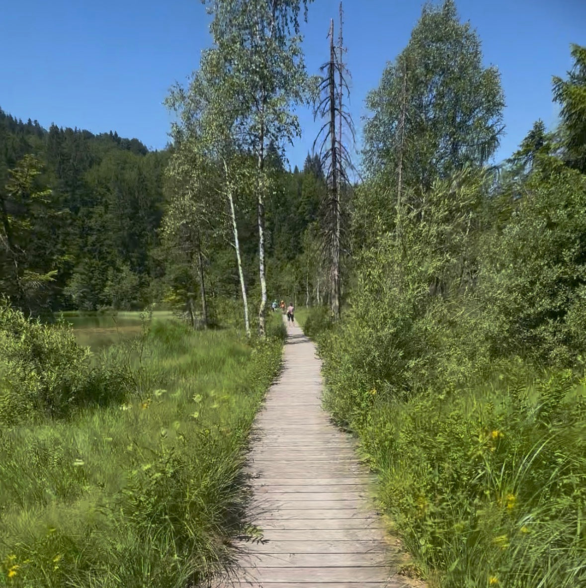 Weg rund um den Frillensee bei Inzell