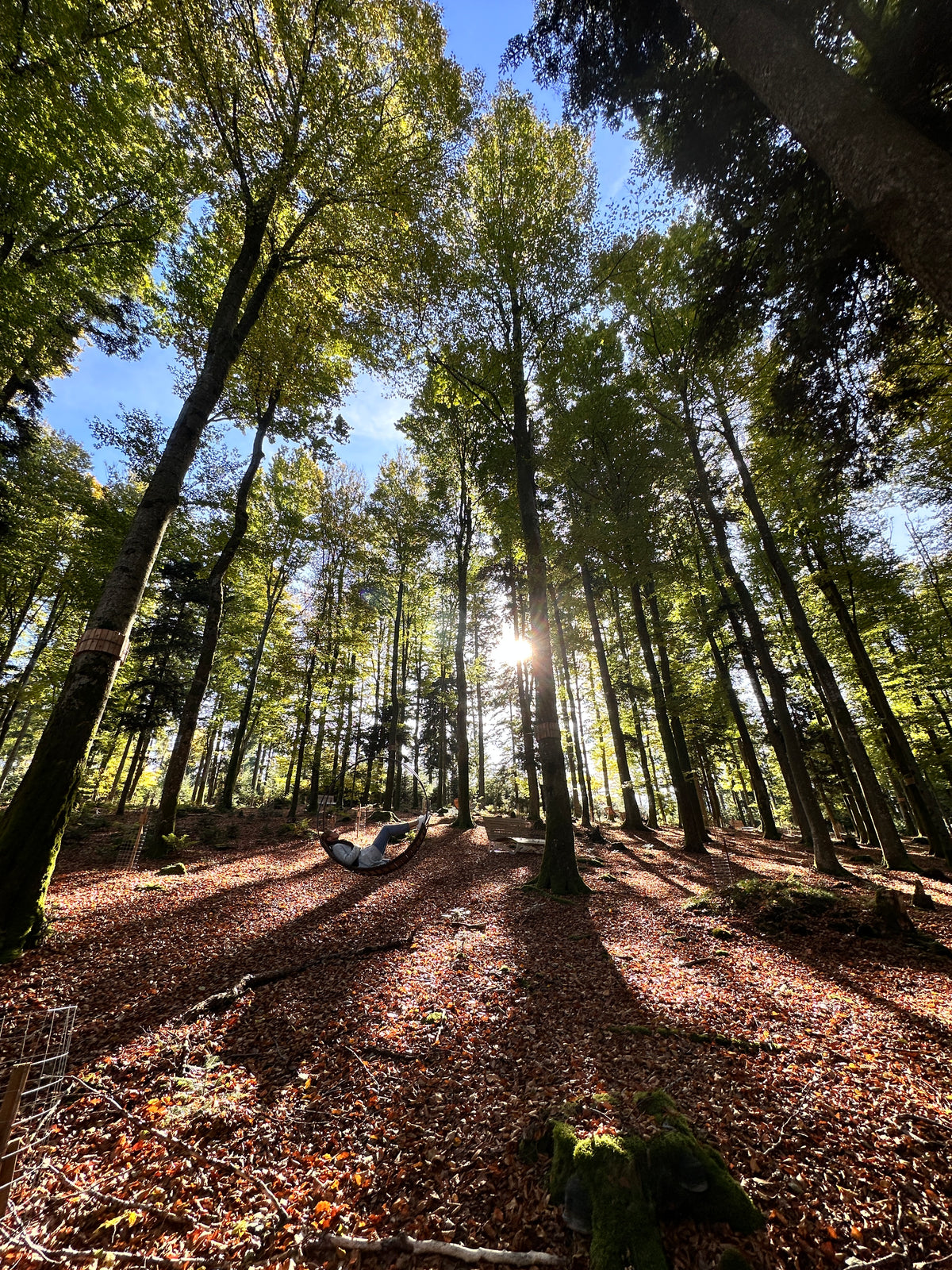WaldSpa – Wellness mitten in der Natur